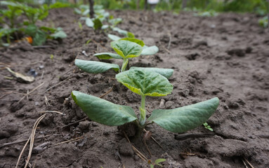 Young pumpkin plants grow in a row in the garden.