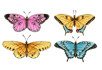 Fototapeta na wymiar Watercolor butterfly set