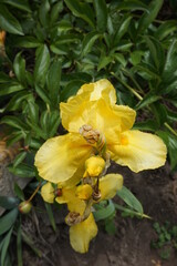 Flowering yellow irises on a flower bed