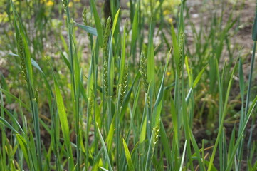 Ears of growing rye. Plants from which rye flour and bread are made