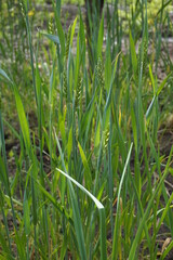 Obraz premium Ears of growing rye. Plants from which rye flour and bread are made