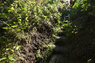 Earthen steps on a path in a park.