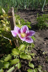 Blooming bright pink hibiscus bush