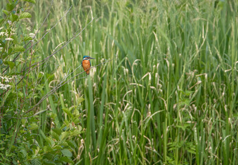 Eisvogel im Schilf