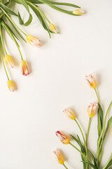 Border frame made of yellow tulip flowers on white background. Flat lay, top view festive holiday celebration. Copy space mockup