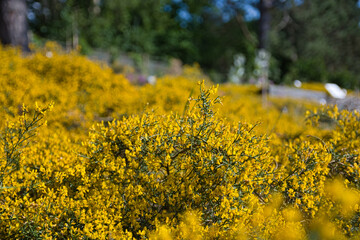 field of yellow flowers - Loki Schmidt Garden