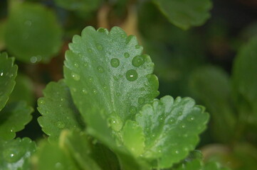 rain drops on a leaf