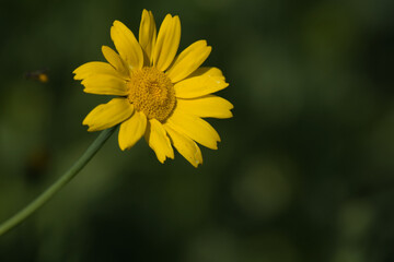 yellow dandelion flower - Loki Schmidt Garden
