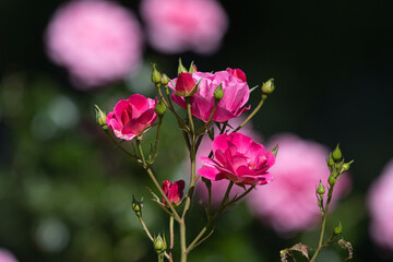 Pink Lady - Loki Schmidt Garden