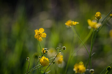 Nahaufnahme von Butterblumen