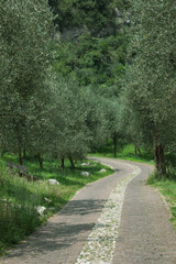 Droga kamienista gaj oliwkowy