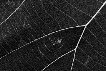 Close Up Of Green Leaf Texture