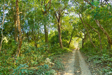 Track through Forest, Royal Bardia National Park, Bardiya National Park, Nepal, Asia
