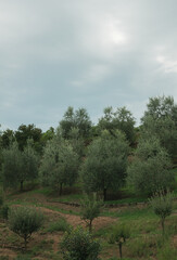 Drzewa oliwkowe śródziemnomorski krajobraz - obrazy, fototapety, plakaty