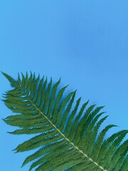 Bright beautiful green fern lies on a blue background

