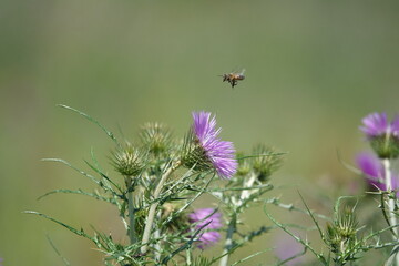 abeille et chardons