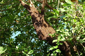 Bees make large nests on trees to find nectar from flowers.