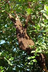 Bees make large nests on trees to find nectar from flowers.