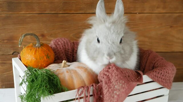 Decorative Rabbit With Chinchilla Fur Color Sits in Cosy Wooden Box. Domestic Animals Close up Tries to Eats Threads of a Plaid. Funny Bunny