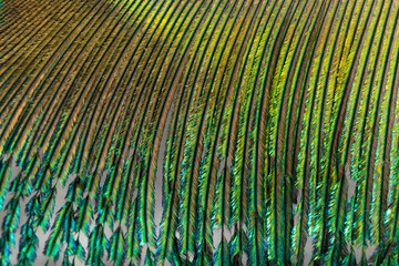 Beautiful Bright Blue, Yellow and Green Peacock Feather Close up Detail Texture. Abstract Pattern Background