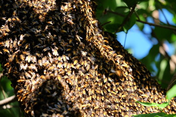 Bees make large nests on trees to find nectar from flowers.
