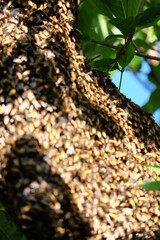 Bees make large nests on trees to find nectar from flowers.