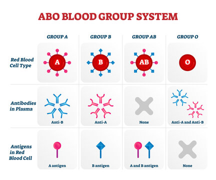 ABO blood group types vector illustration chart