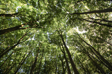 Insel Rügen; Blick hinauf in das Kronendach der Buchen im Nationalpark Jasmund (UNESCO Welterbe)