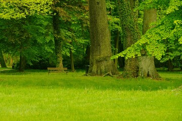 Samotna ławka w parku w mieście Iłowa w Polsce. - obrazy, fototapety, plakaty