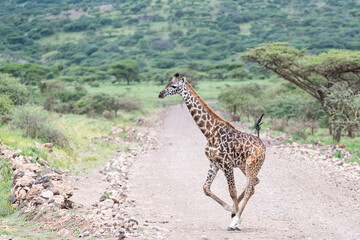 Giraffe crossing the wild, Tanzania 