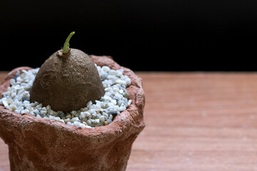 Stephania erecta in soil ware pots