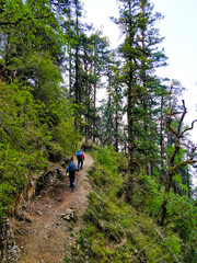 Wan, India - May 28 2018: Uphill hiking through dense pine forest with heavy backpack in Indian Himalayan Mountains