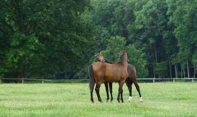 horses grazing in the pasture