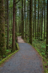 Wooden trail through the Wet forest, trunks of trees and the land is covered with green moss. It is a forest, where everything, except for footpaths covered with damp moss