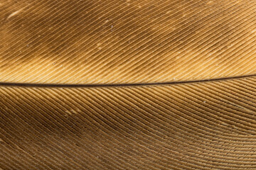 Fototapeta premium Beautiful Bright Black, White and Grayish with Stripes and Dots Feather Close up Detail Texture. Abstract Pattern Background