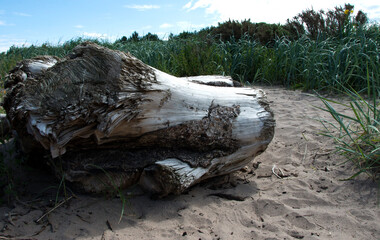 A giant piece of driftwood washed ashore round northern ireland's antrim coastline