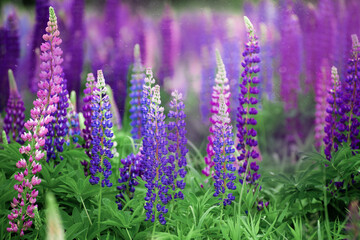 Field of purple and pink lupines on a bright summer day: blooming in the wild, summer colors