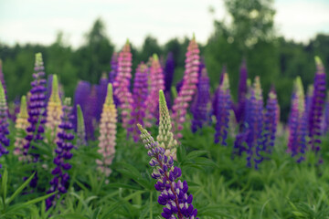 Fototapeta premium Field of purple and pink lupines on a bright summer day: blooming in the wild, summer colors