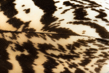 Beautiful Bright Black, White and Grayish with Stripes and Dots Feather Close up Detail Texture. Abstract Pattern Background