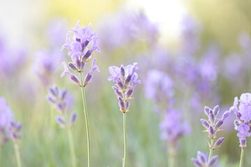 lavender flowers in the garden
