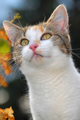 Kleine, bunte Glückskatze im Herbst, Portrait, close up