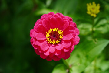 a close-up photograph of a magenta flower.