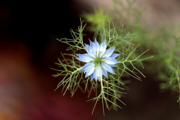nigella sativa blue flower