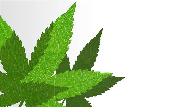 Cannabis leaves 3D animation intro background with copy space. Marijuana hemp plant opener video