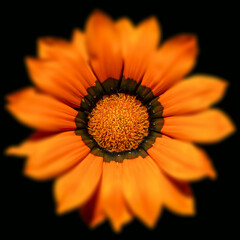 Gros plan sur une gazania