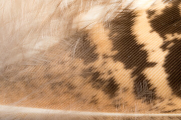 Beautiful Bright Black, White and Grayish with Stripes and Dots Feather Close up Detail Texture. Abstract Pattern Background