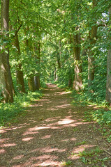 Fototapeta premium Landscape. Dirt track in the Linden alley of the Park in summer