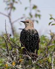 Nearly moult starling