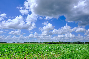 Green corn field farmland in the Netherlands with a typical Dutch cloudscape, white clouds and blue sky