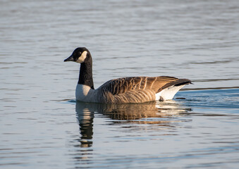 Canada goose with reflection